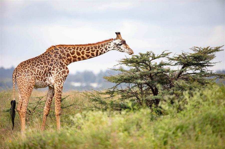 Parque Nacional de Nairobi atrae numerosos turistas durante las vacaciones navideñas