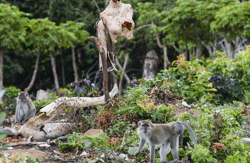 Indonesia: Macacos de cola larga en la aldea de Neuheun