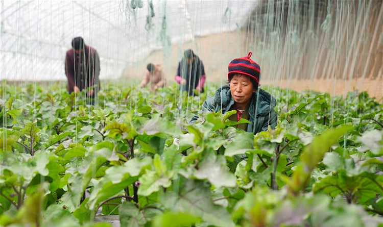 Hebei: Nangong ajusta estructuras agrícolas para incrementar ingresos de agricultores