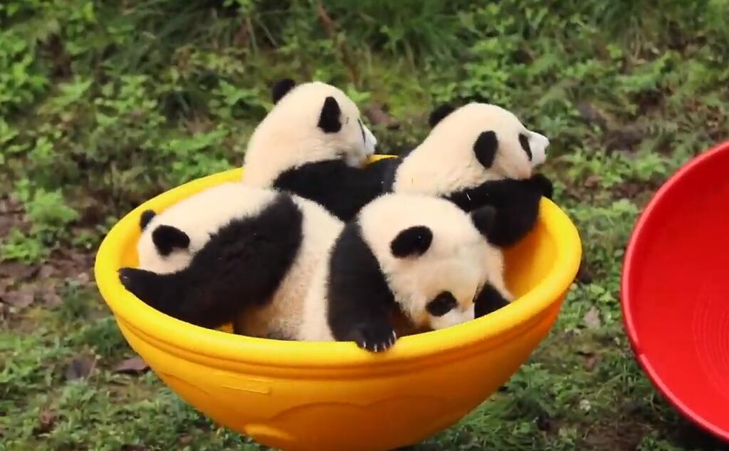 Celebran medio año de vida de cachorros pandas en zoológico de Chongqing