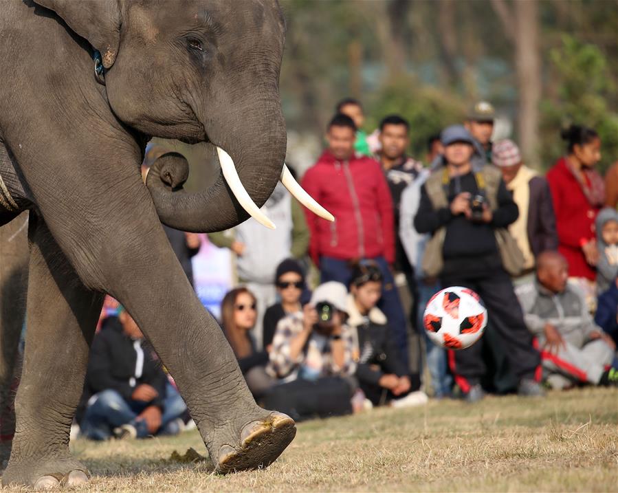 Nepal: El 16 Festival del Elefante en Sauraha