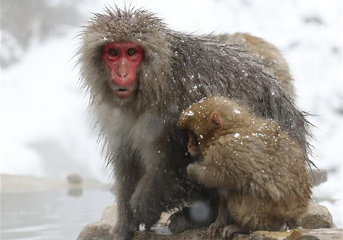 Monos de la nieve en parque de monos salvajes Jigokudani en Nagano, Japón