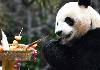 Pandas gigantes Gong Gong y Shun Shun en Parque de Vida Silvestre Tropical y Jardín Botánico de Hainan