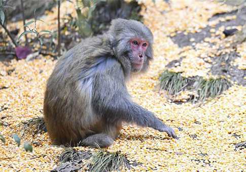 Macacos salvajes en el punto escénico de las Tres Gargantas Pequeñas de Wushan