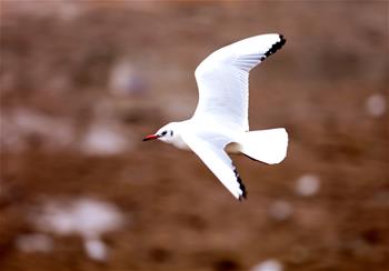 Gansu: Aves en área de tres gargantas en el río Amarillo