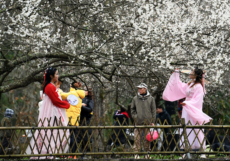Guizhou: Libo entra en temporada de flores de ciruelo