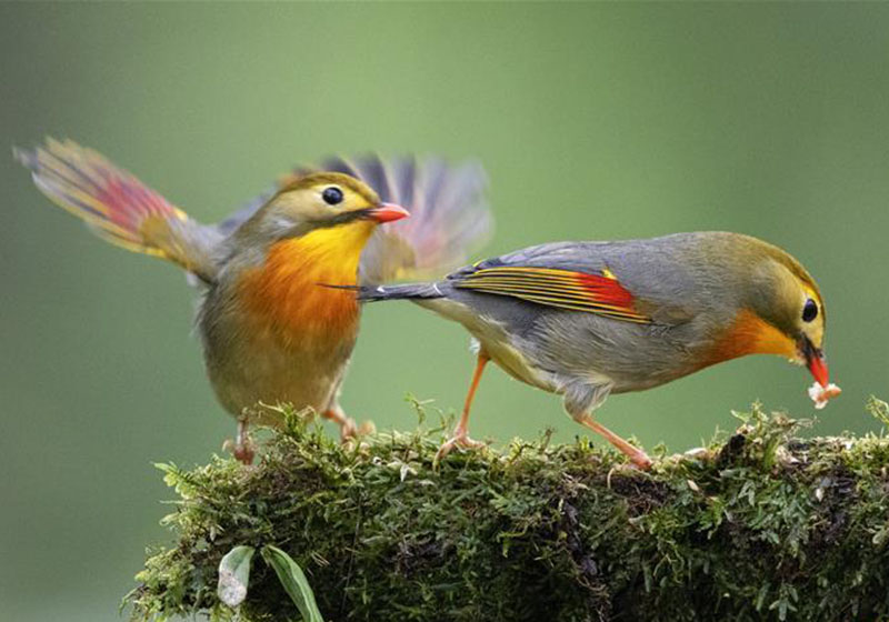 Fujian: Pájaros leiothrix de pico rojo en Parque Xihu en Fuzhou