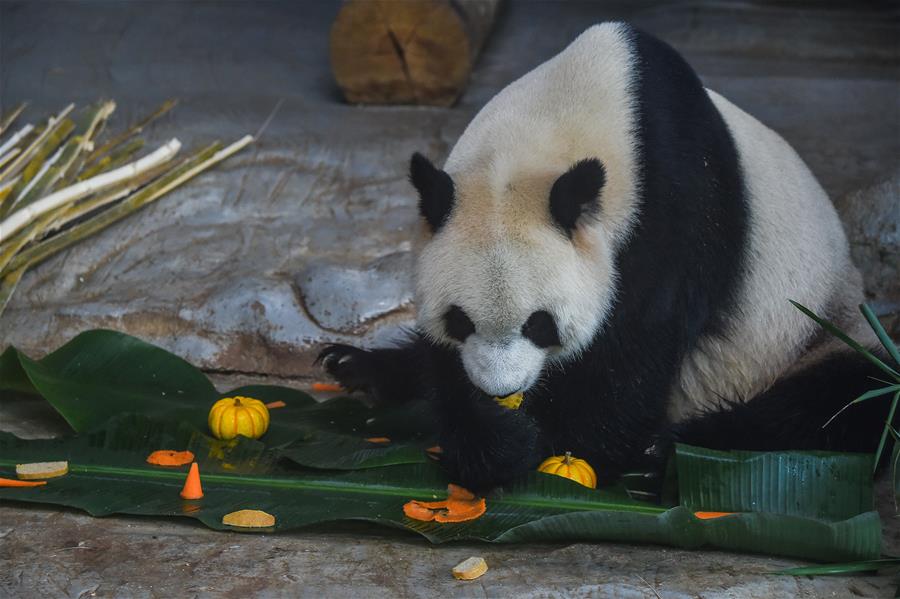 Pandas gigantes prueban comida en forma de dumplings