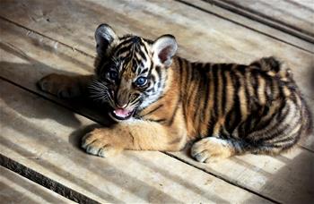 Indonesia: Cachorros de tigre de Sumatra en Parque Cultural de Vida Silvestre Kinantan