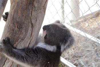 Australia: Koalas descansan en Adelaide Koala Rescue