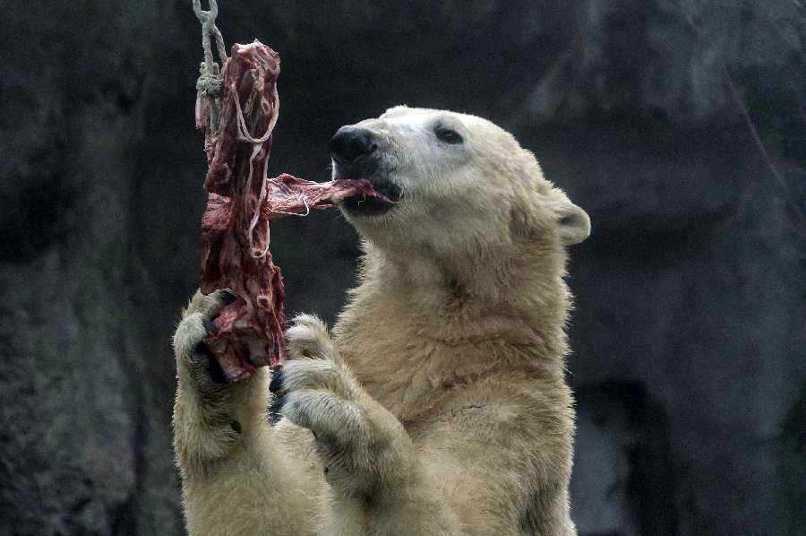 Hungría: Oso polar se alimenta en Zoológico de Budapest