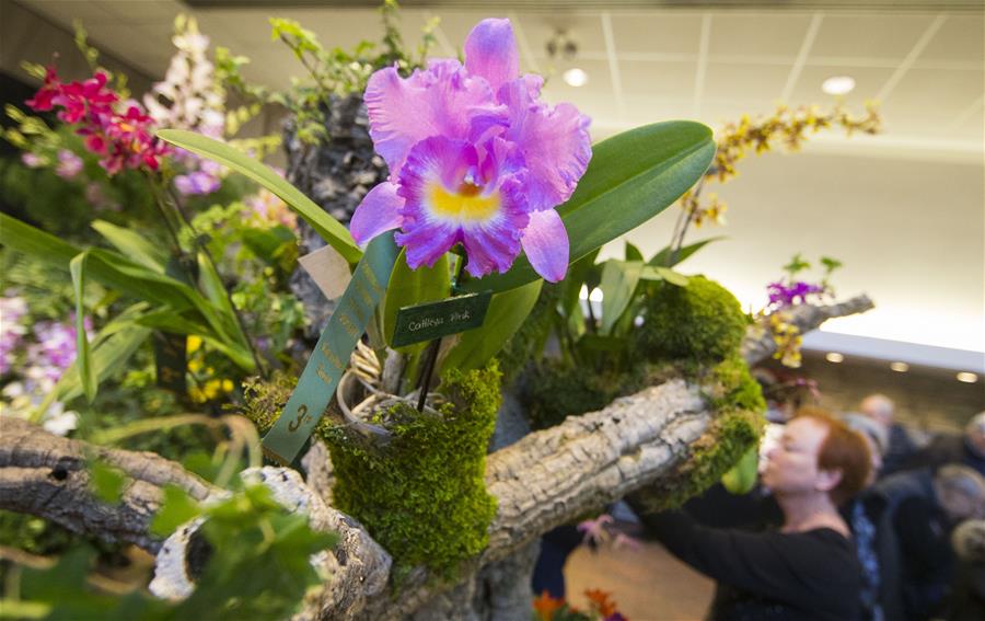 La Exposición de Orquídeas de San Valentín de Toronto