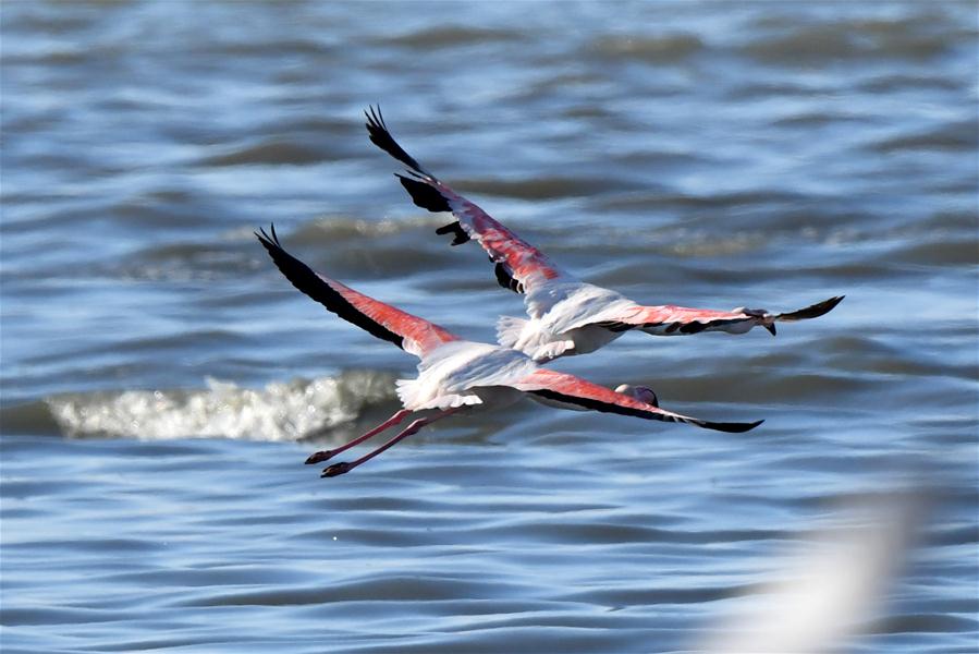 Aves vuelan sobre el agua en la Ciudad de Kuwait