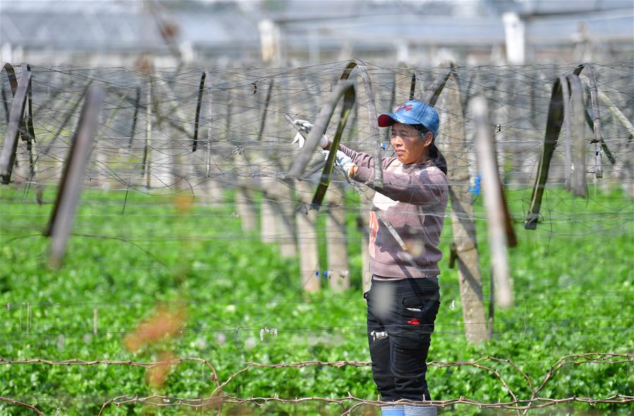 Guangxi: Aldeanos trabajando en campo en Guilin