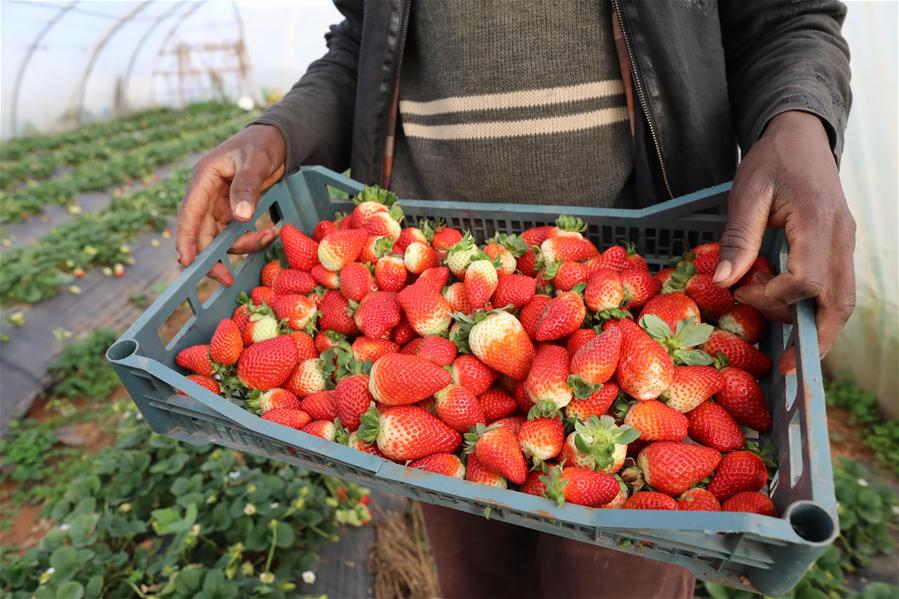 Trabajadores cosechan fresas en Argel