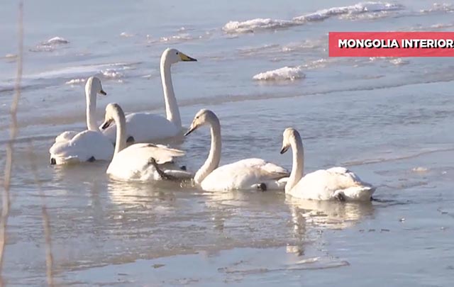 Humedal en el río Amarillo atrae primera bandada de cisnes