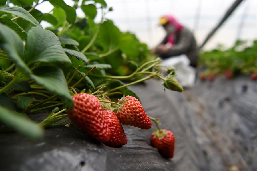 Cosechan fresas en invernadero en Xinjiang