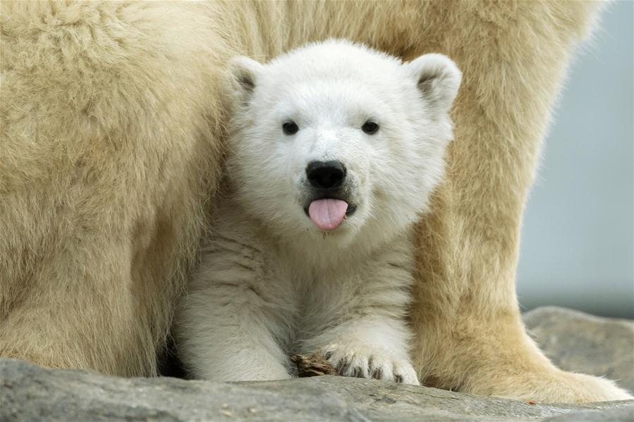 Finja, cachorra de oso polar, en Austria