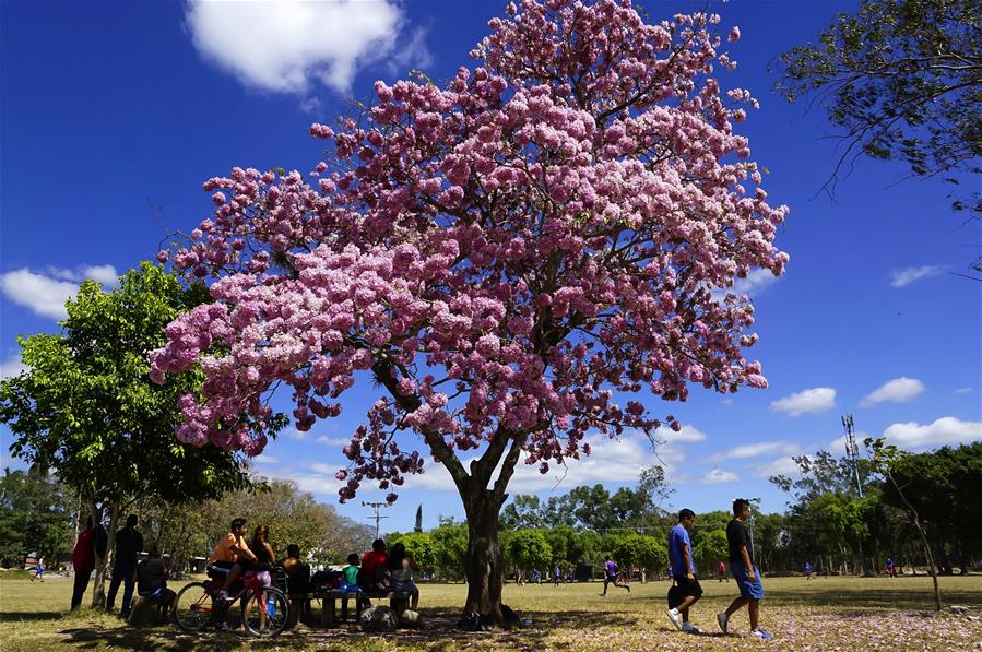 "Tabebuia Rosea", árbol nacional de El Salvador