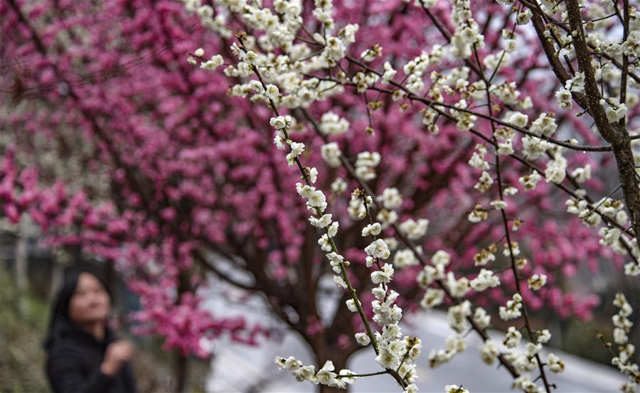 Paisaje de primavera en la provincia de Shaanxi