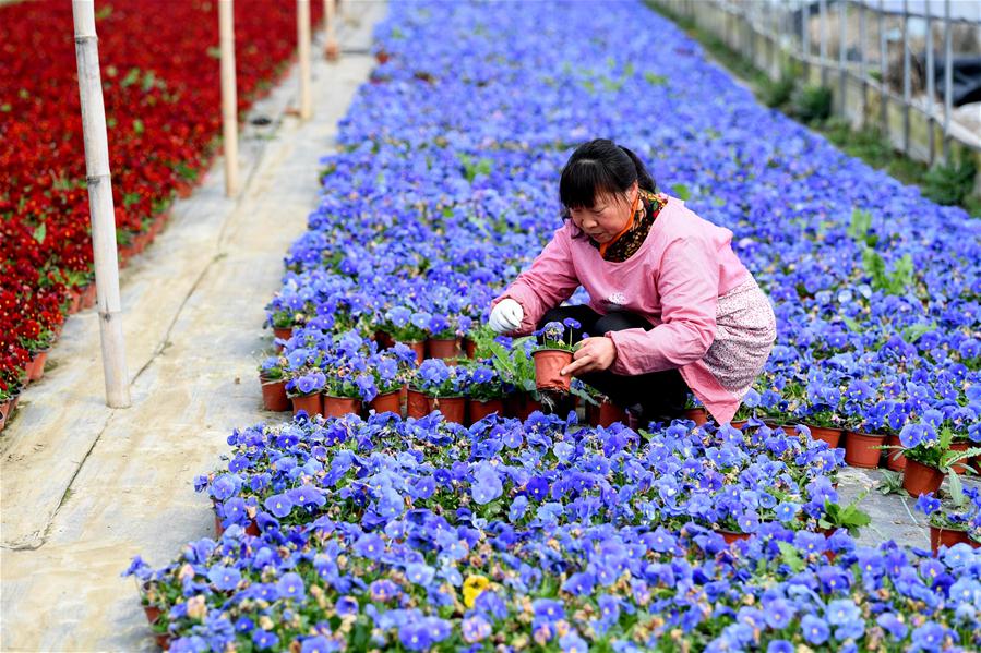 Base de cultivo de flores en Feixi, Anhui