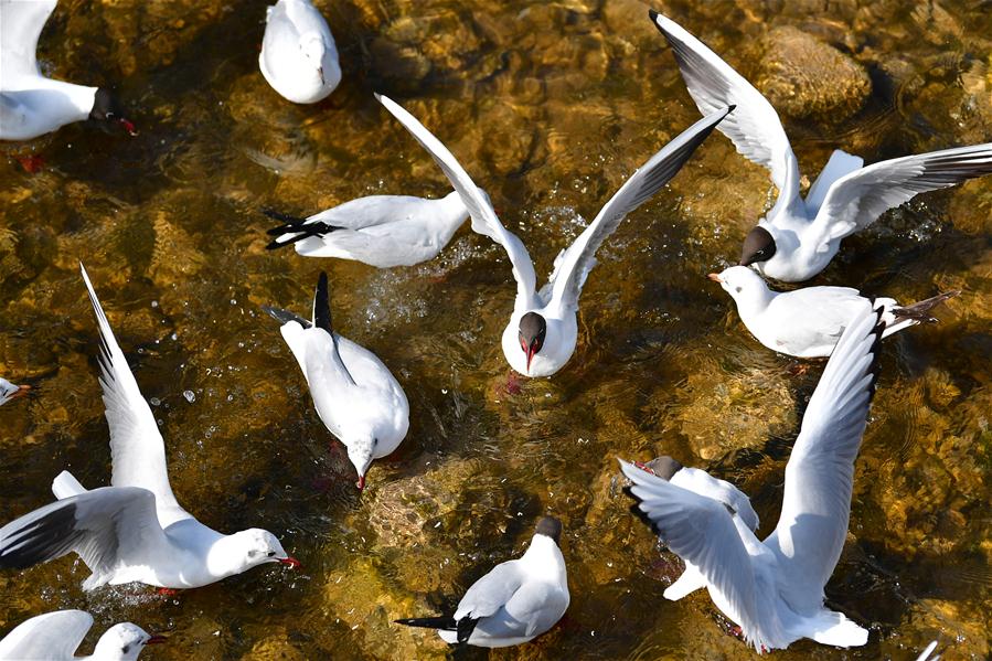 Aves en el río amarillo en provincia de Gansu