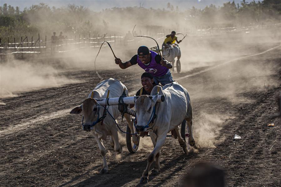 La carrera tradicional de vacas realizada en Indonesia