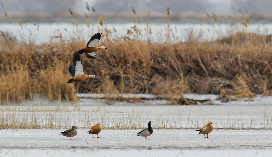 Aves migratorias en la reserva Hailiu en la Bandera Izquierda de Tumd