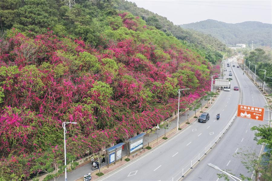 Flores de buganvilia en la ciudad Nanning