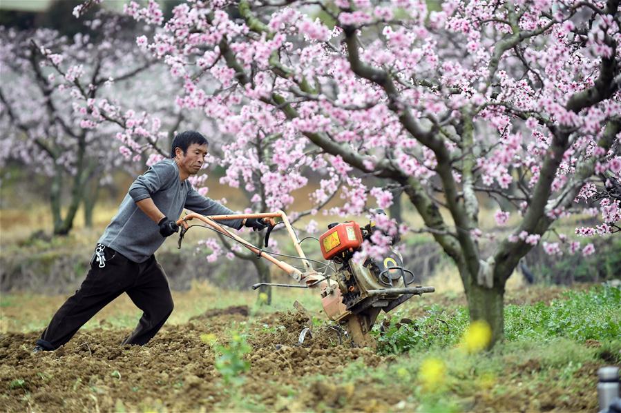 Guizhou: Aldeanos están ocupados con el trabajo agrícola