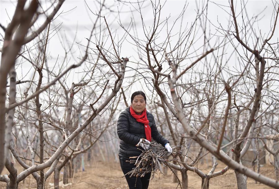Productores de frutas comienzan a podar árboles frutales en Hebei