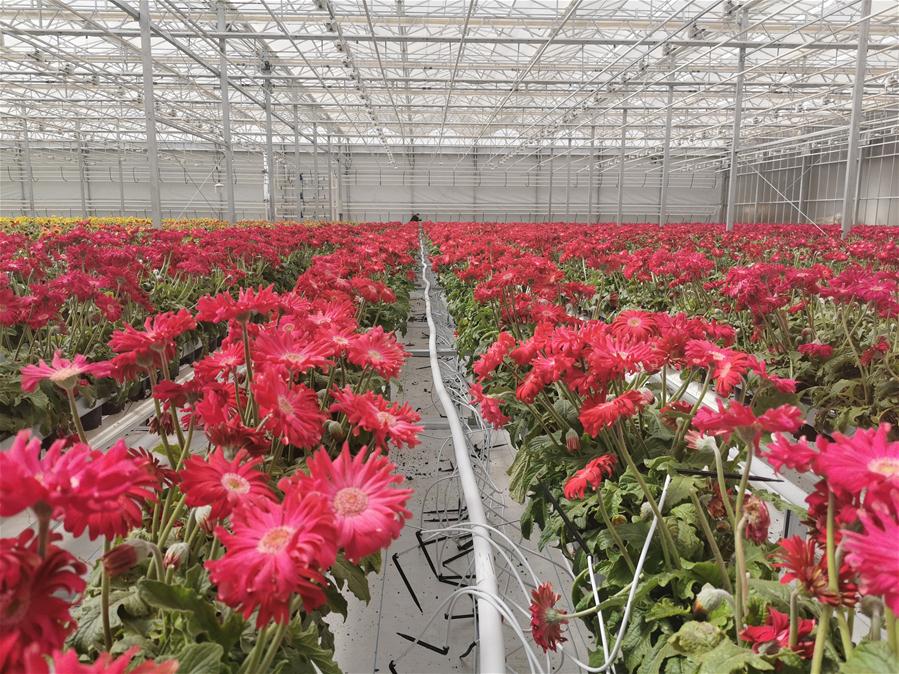 Base industrial de flores en Gansu