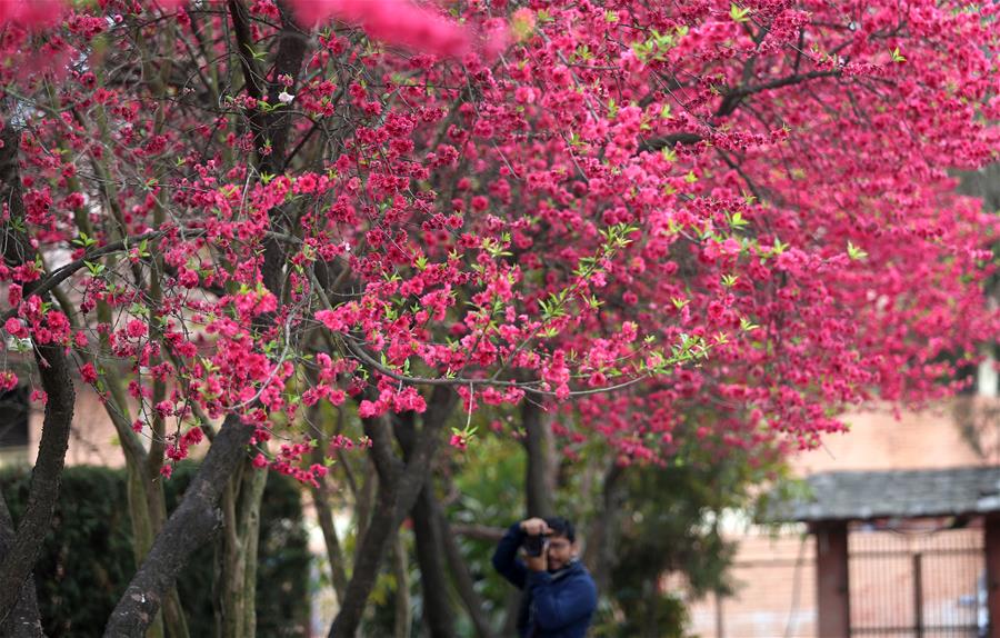 Flores de cerezo en un parque en Katmandú, Nepal