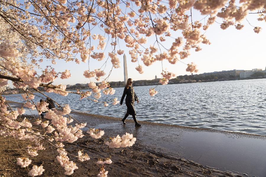 Flores de cerezo en la Cuenca de Marea en Washington