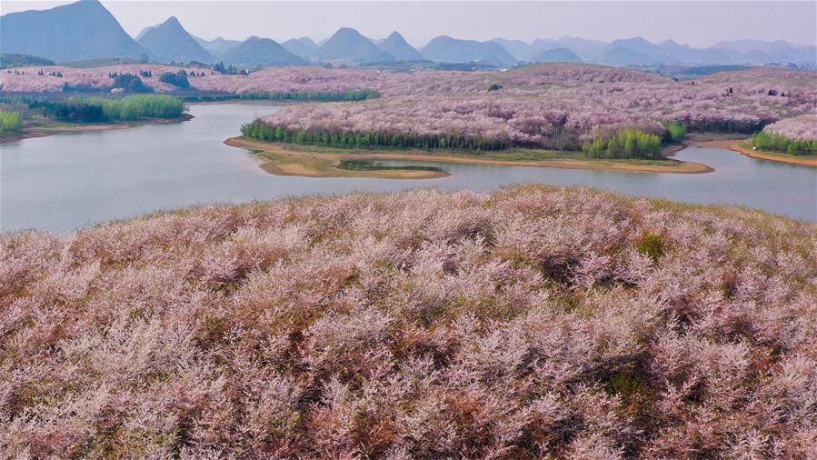 Guizhou: Paisaje de flores de cerezo en Gui'an