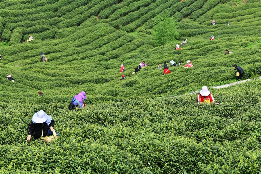 Agricultores en Guiyang se encuentran ocupados cosechando hojas de té