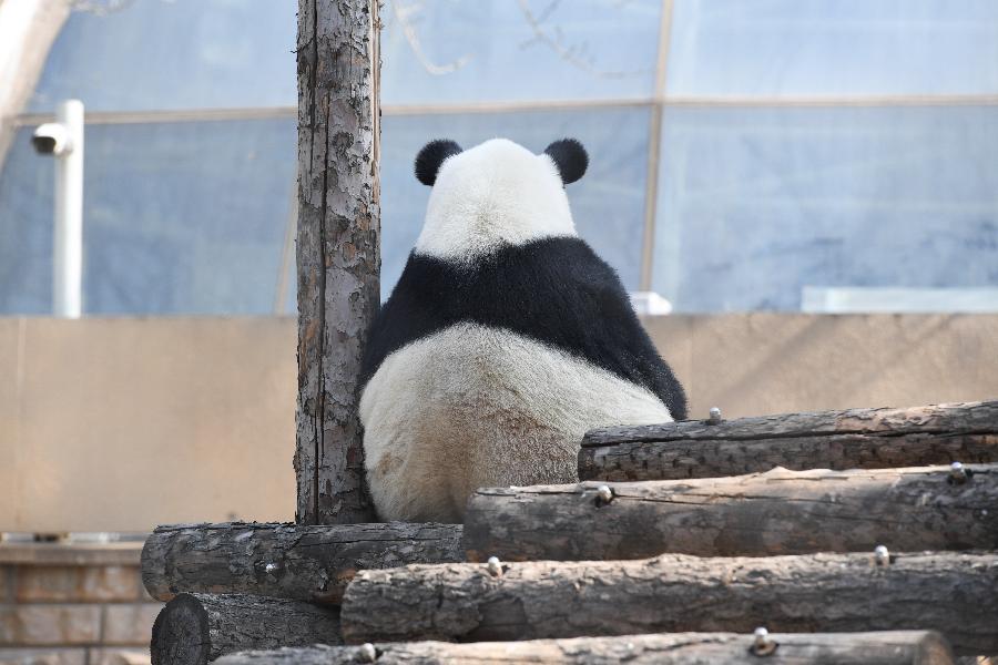 Zoológico de Beijing parcialmente reanuda operación