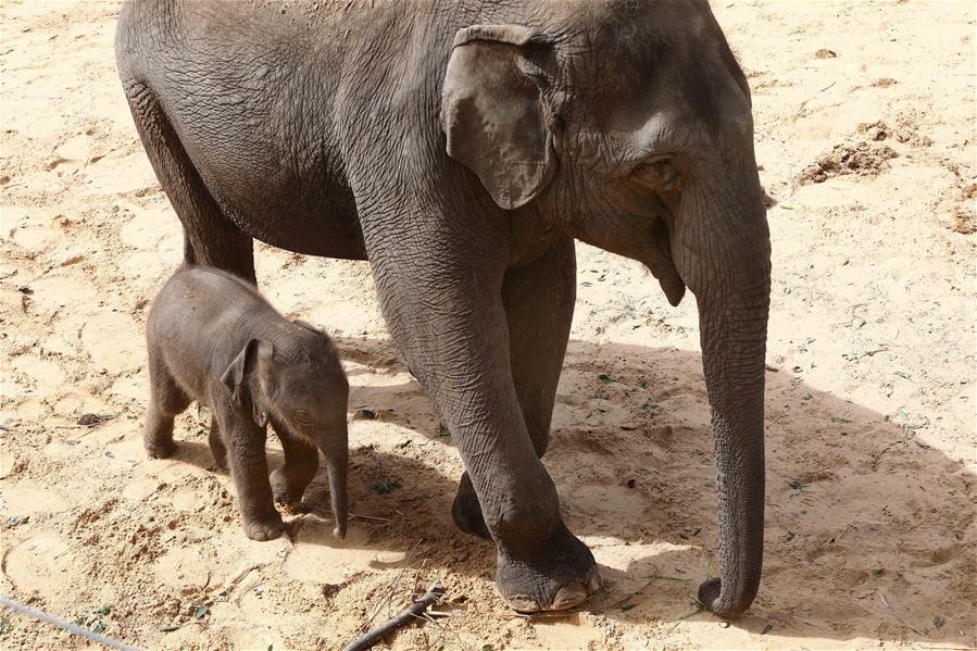 Elefante asiático de 6 días camina junto a su madre en Safari de Ramat Gan