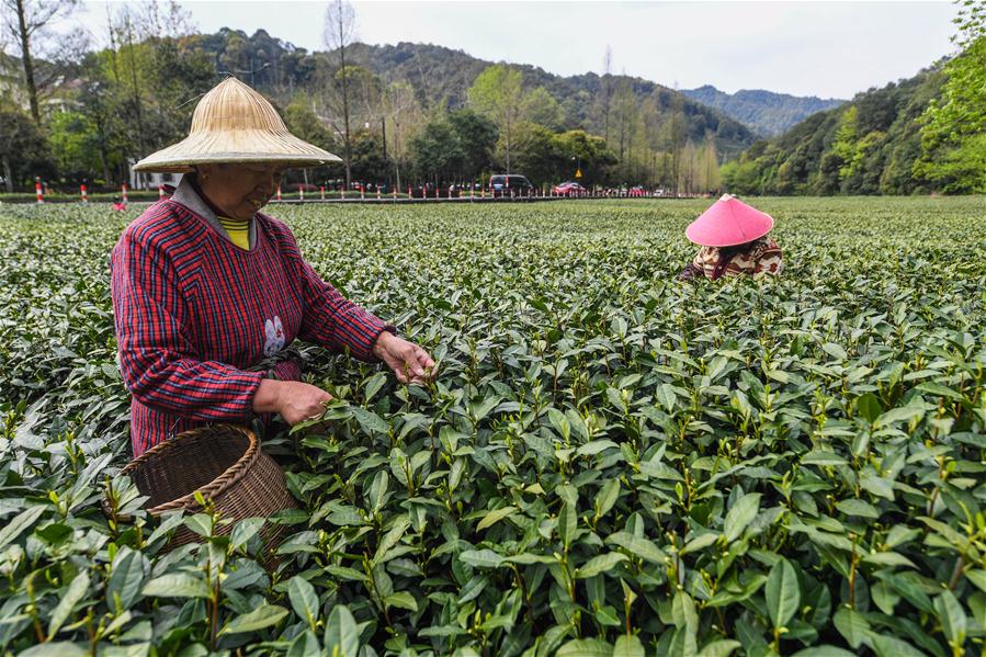 Los agricultores de Hangzhou están ocupados cosechando hojas de té Longjing del Lago Oeste