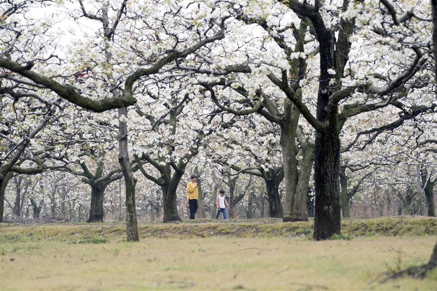 Turistas visitan un huerto de peras en Shangqiu, Henan