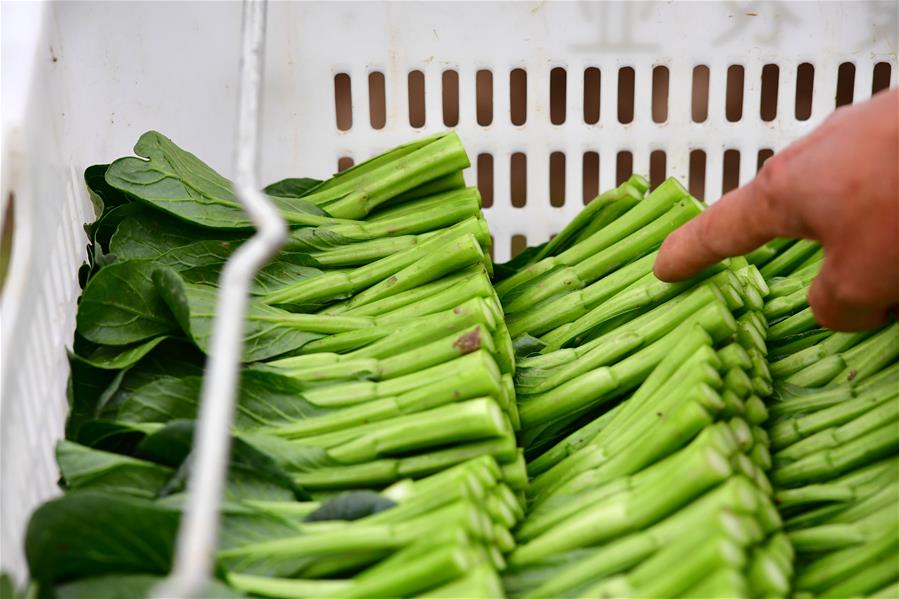 Henan: Agricultores cosechan verduras en Damazhuang