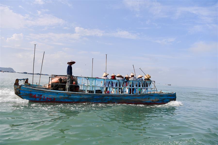 Fujian: Acuacultura marina se ha reanudado en distrito de Dongshan