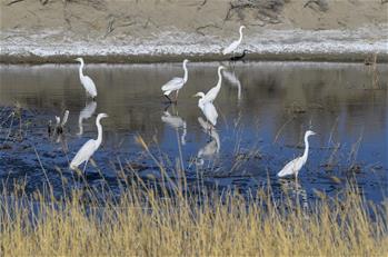 Xinjiang: Aves en el lago Ulunggur en el distrito de Fuhai