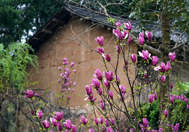 Henan: Paisaje de primavera de la aldea Xihe
