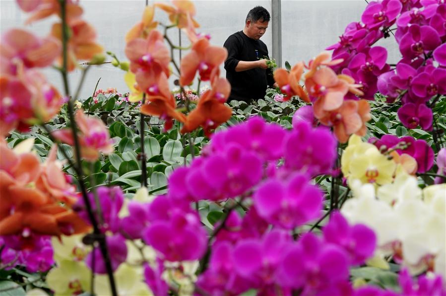 Henan: Industria de plantación de flores y árboles se ha desarrollado rápidamente en distrito Huangchuan
