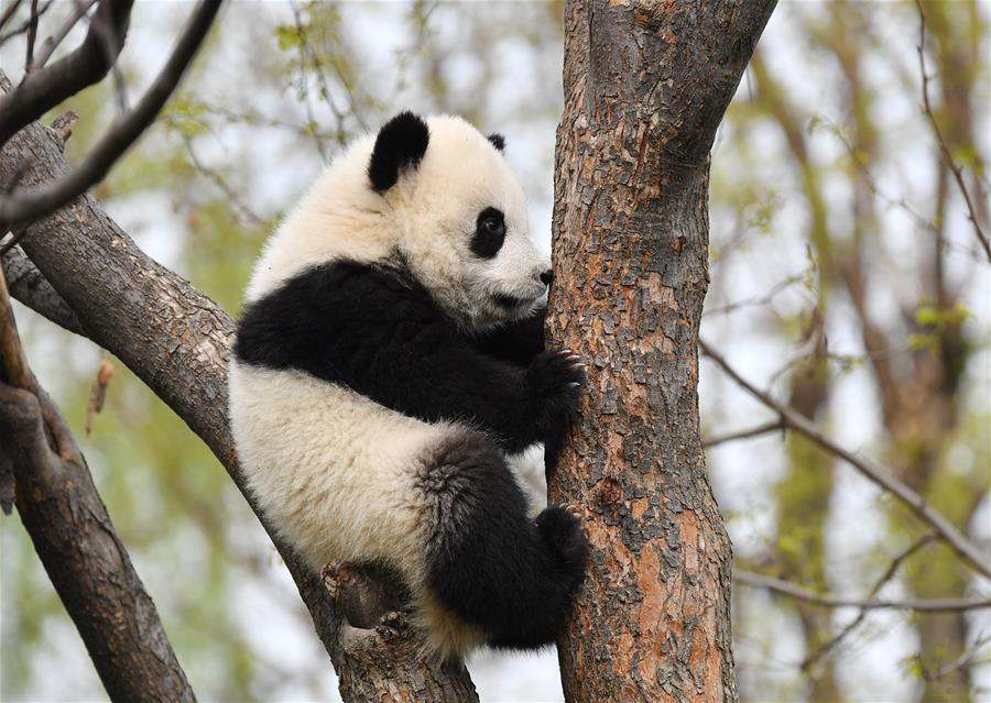Shaanxi: Pandas gigantes crecen de forma saludable con cuidado del personal