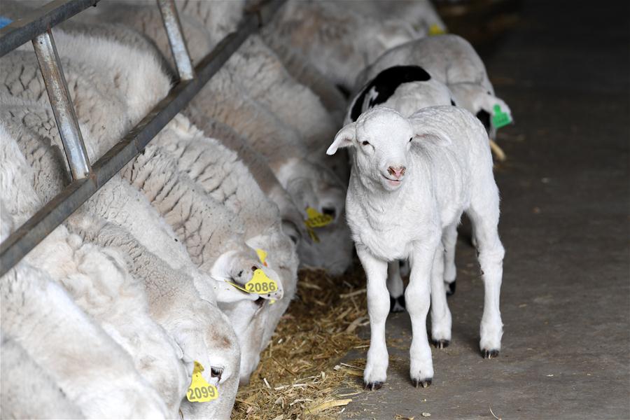 Gansu: Industria de cría de ovejas en Gulang impulsa esfuerzos de alivio de pobreza