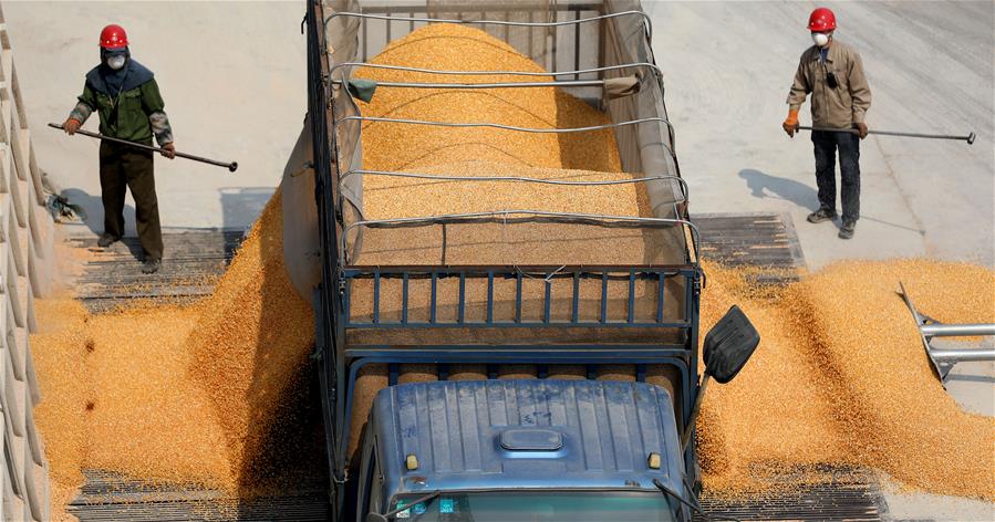 Liaoning: Empresas de granos por encima del tamaño designado en Anshan reanudan por completo producción