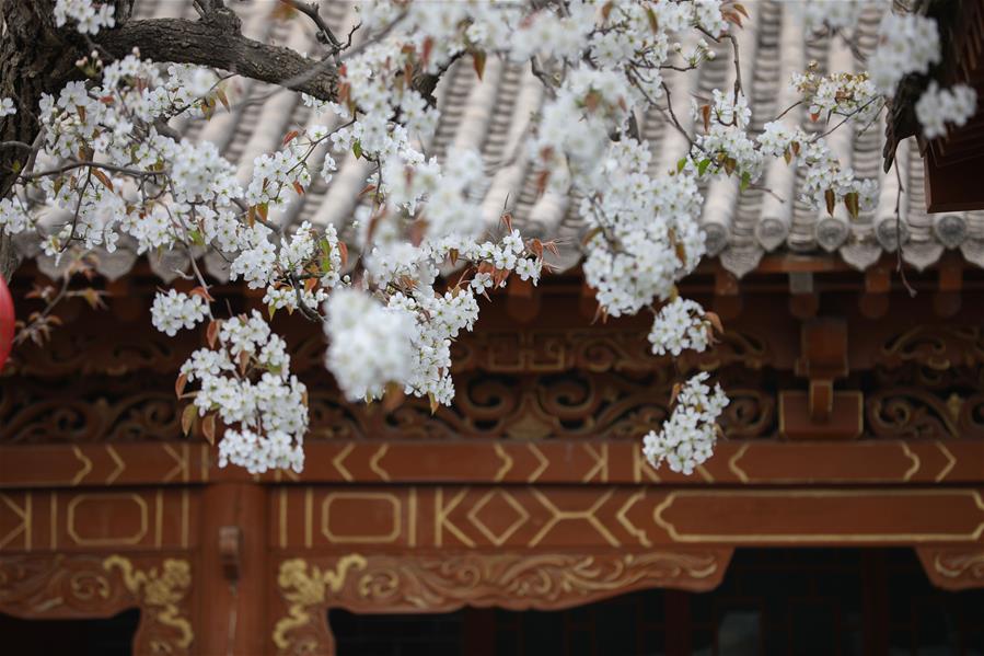 Gansu: Perales en florecimiento en Gaolan