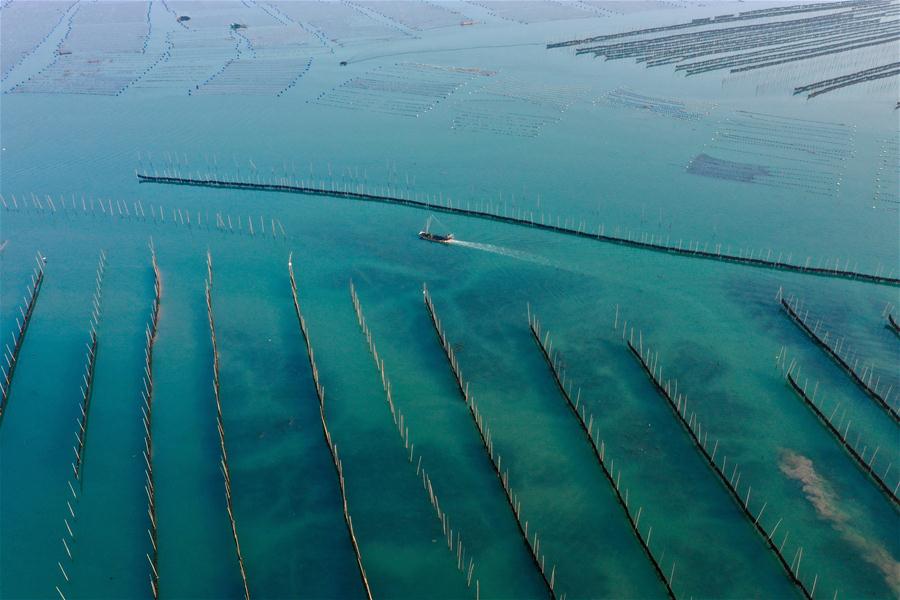 Fujian: Alga ha entrado en temporada de cosecha en Xiapu